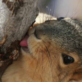 Sloth (USA-2) : I Like Sticking My Tongue in Things